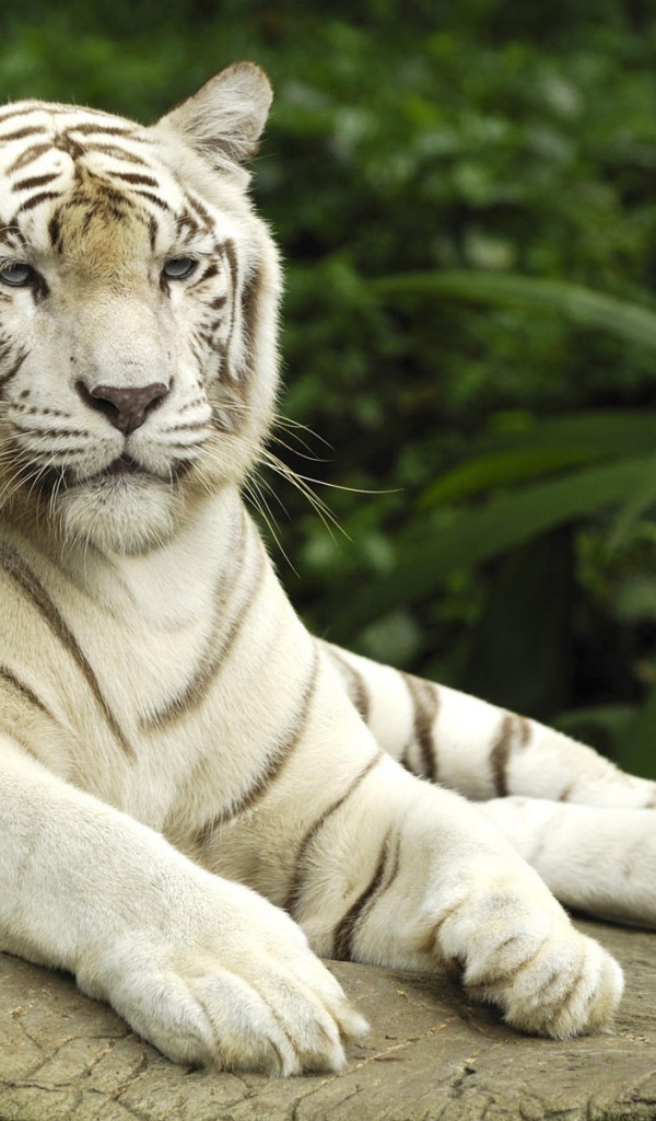 Белый тигр в Сингапуре 