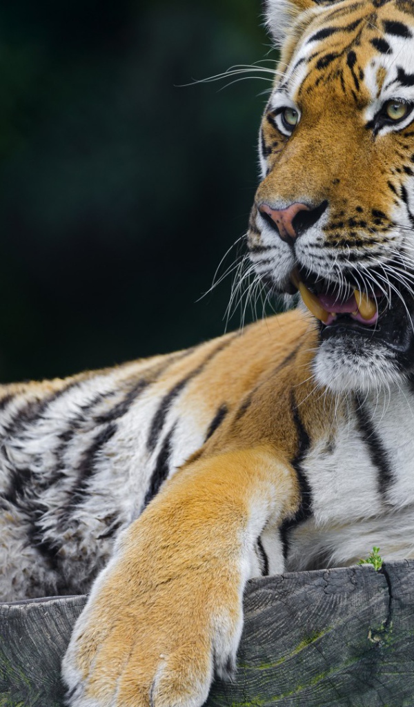 Тигр отдыхает на помосте