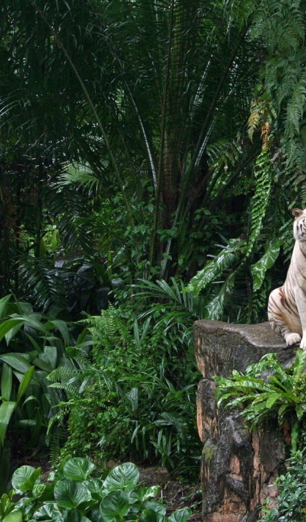 Тигр сидит на камне среди джунглей