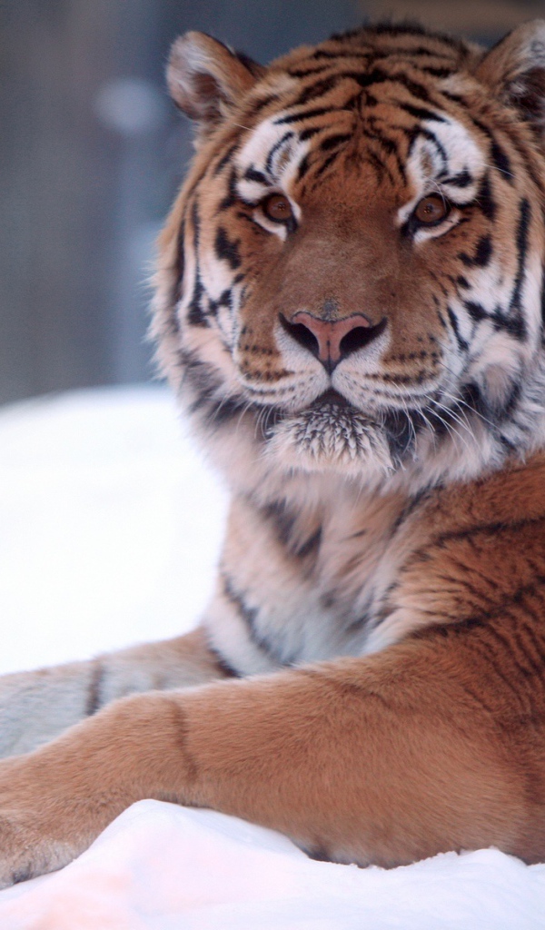 Тигр в снегу
