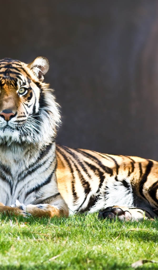 Тигр на старте 