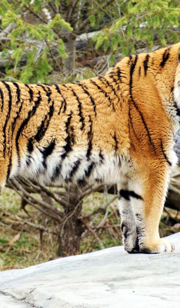 Обои с тигром