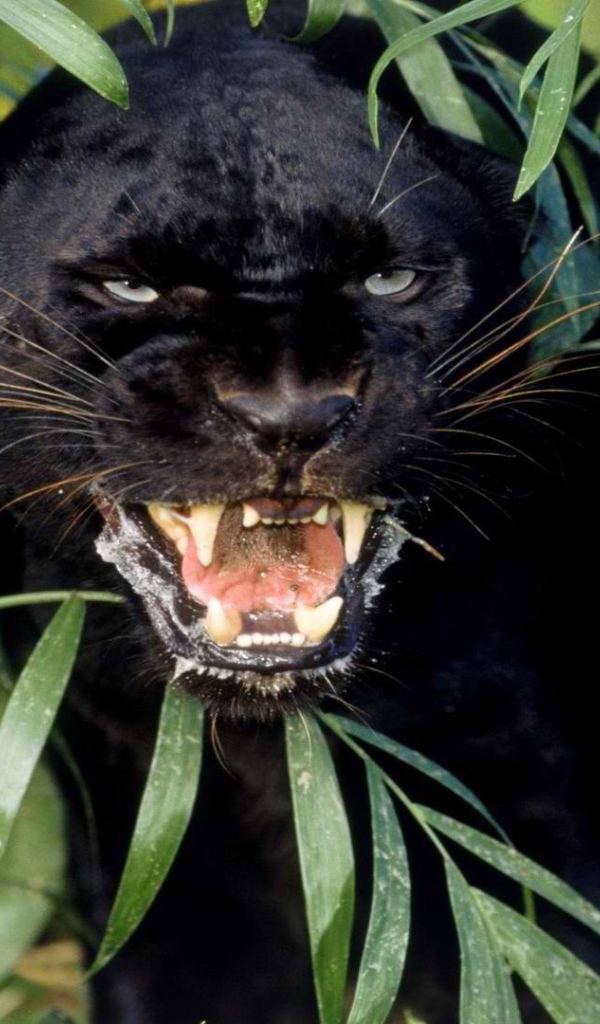 Взгляд черной пантеры