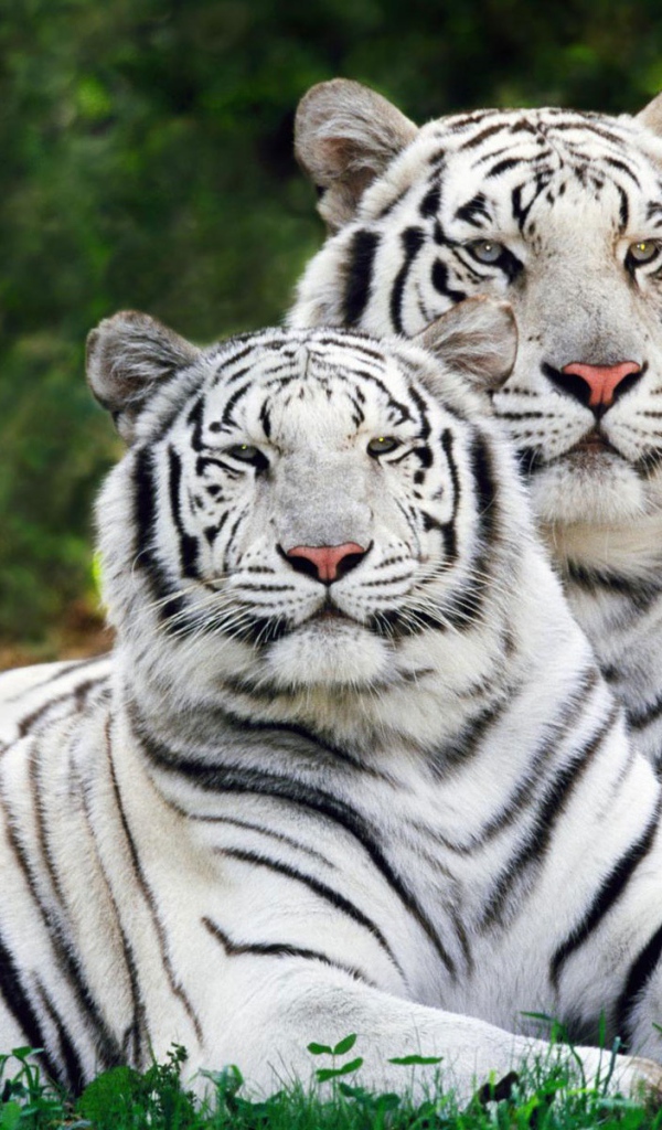 Белые бенгальские тигры