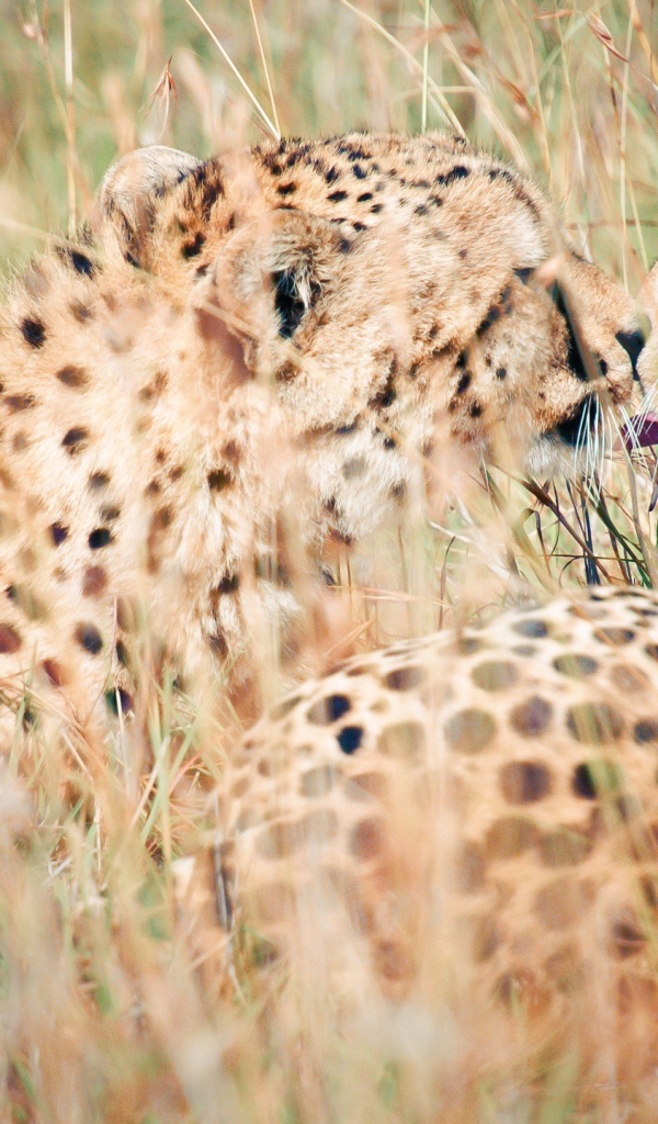 Дикий поцелуй