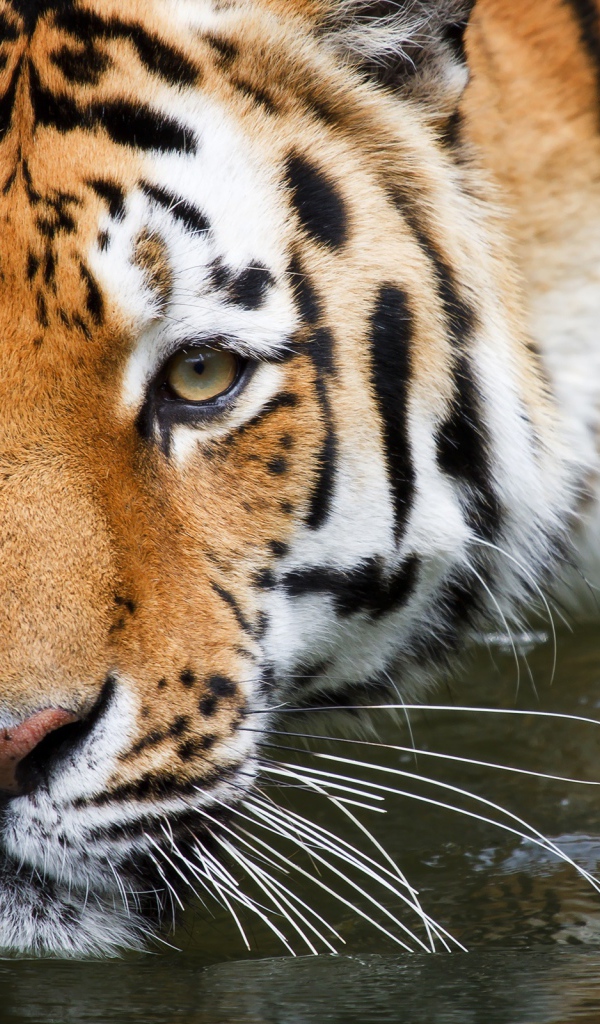 Вупперталь тигр