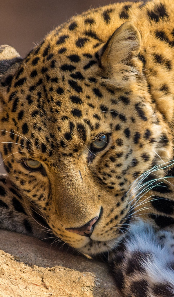 Леопард в зоопарке 