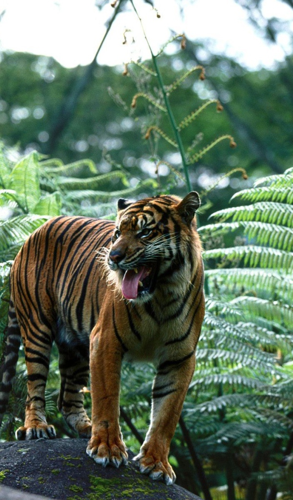 Индийский тигр