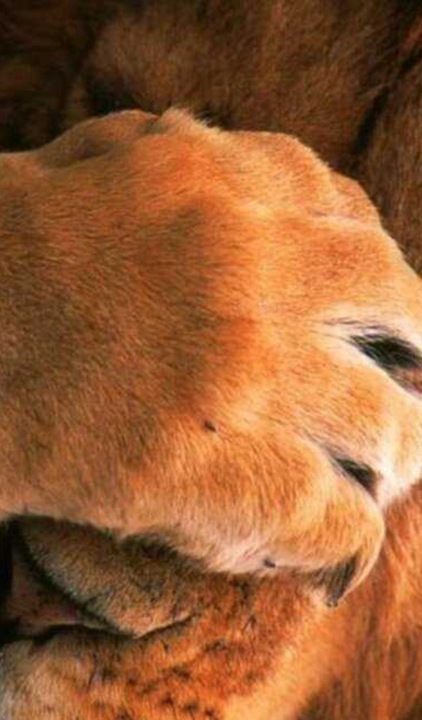 Лев закрыл глаза лапой