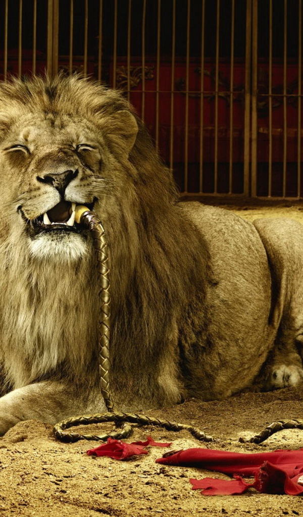 Лев съел дрессировщика