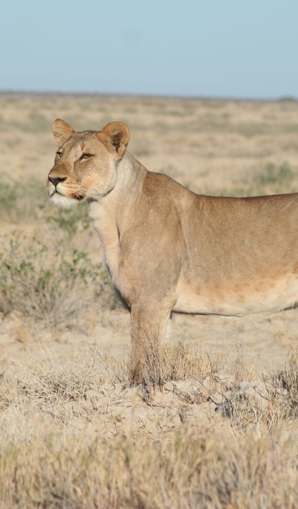 Львица вышла на охоту