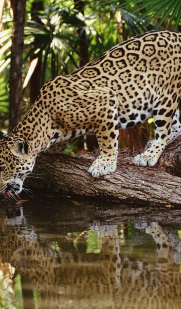 Ягуар на водопое