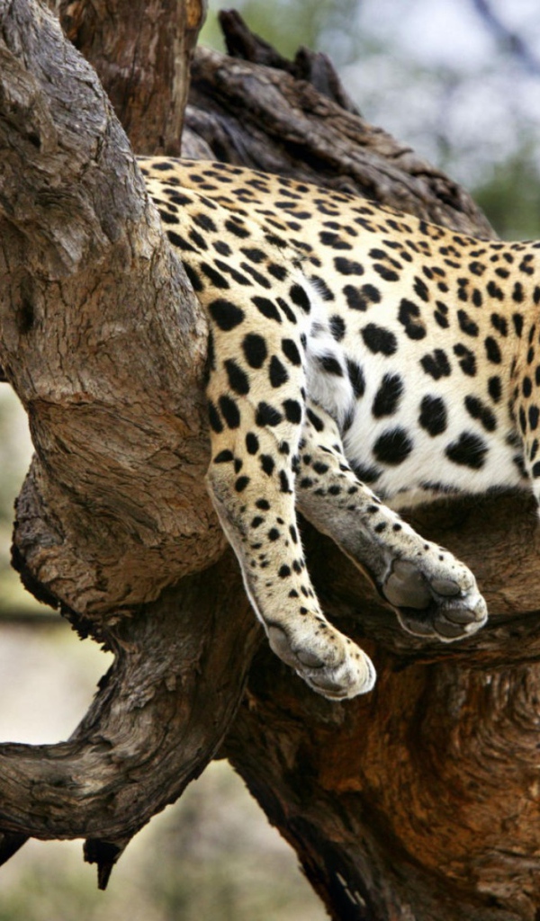 	   Leopard is sleeping on the tree
