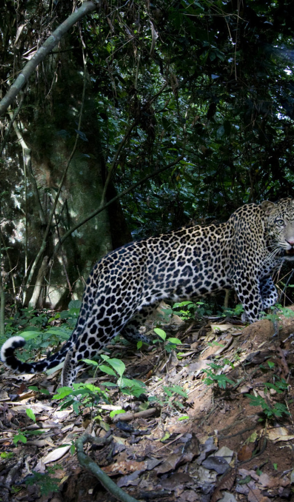 	   Leopard on the nature
