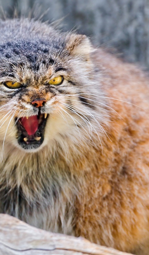 Манул в угрожающей позе