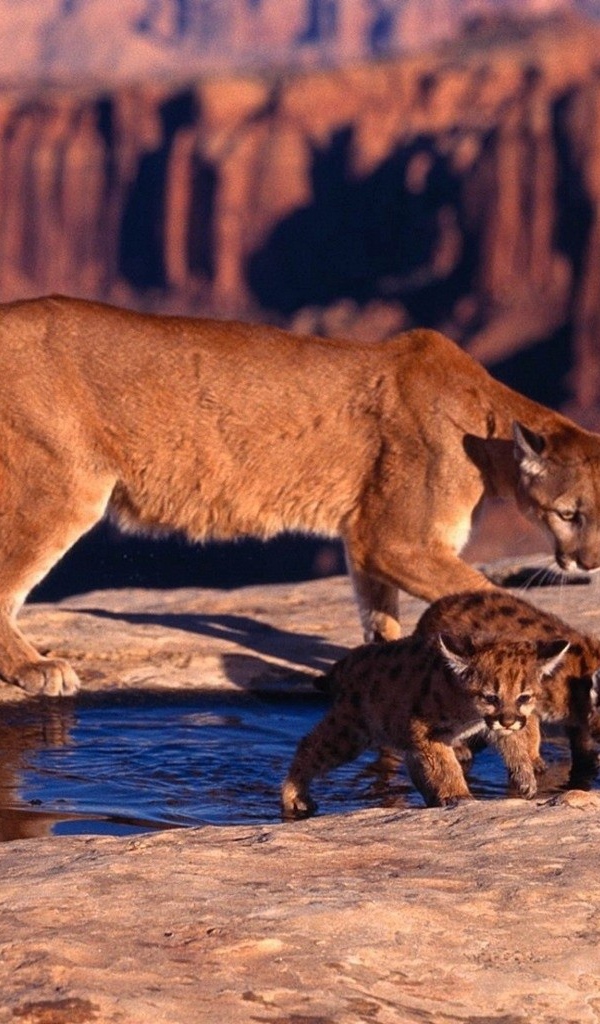 Пума с котятами