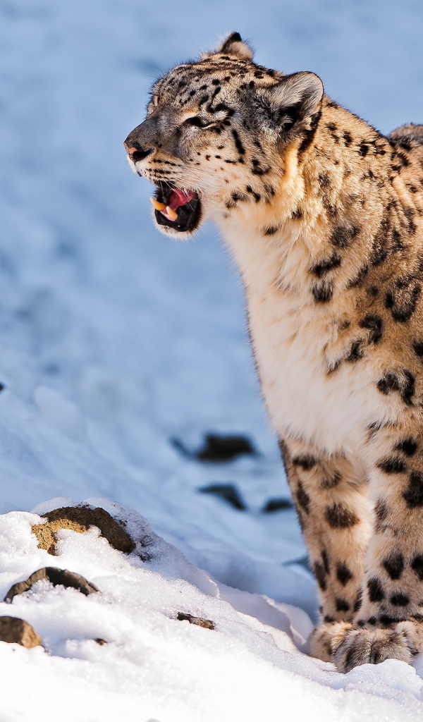 Снежный барс сидит на снегу