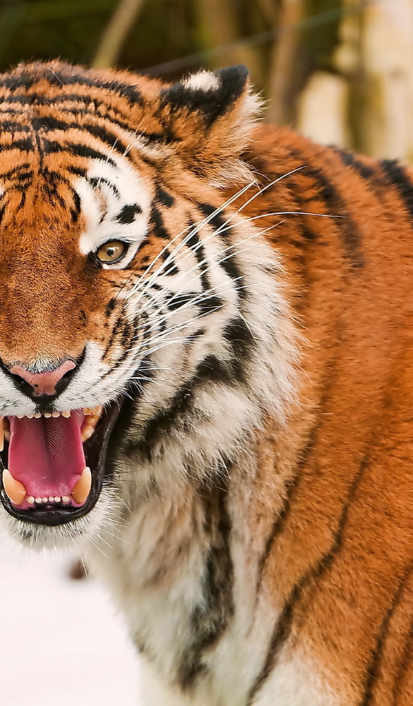	   The Amur tiger roars