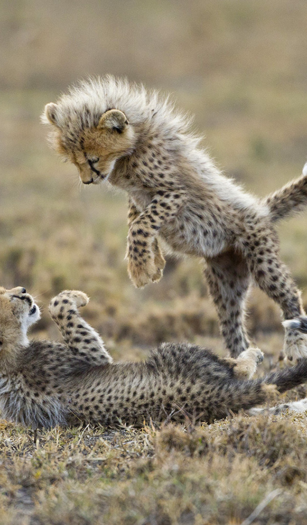 Детеныши гепарда