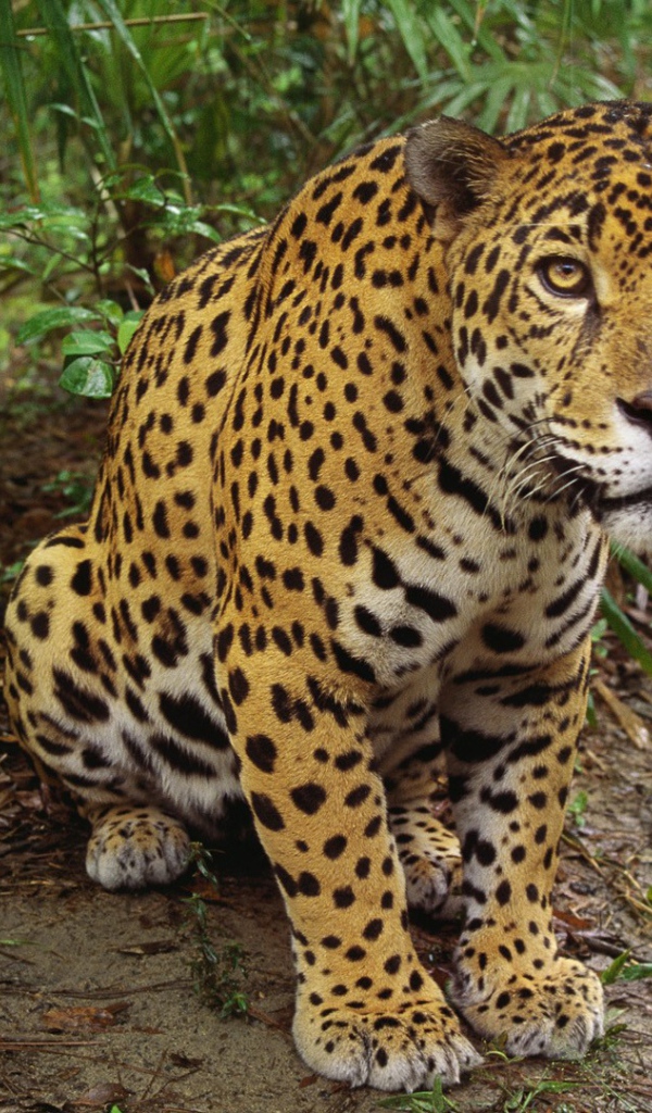 Леопард приготовился к прыжку