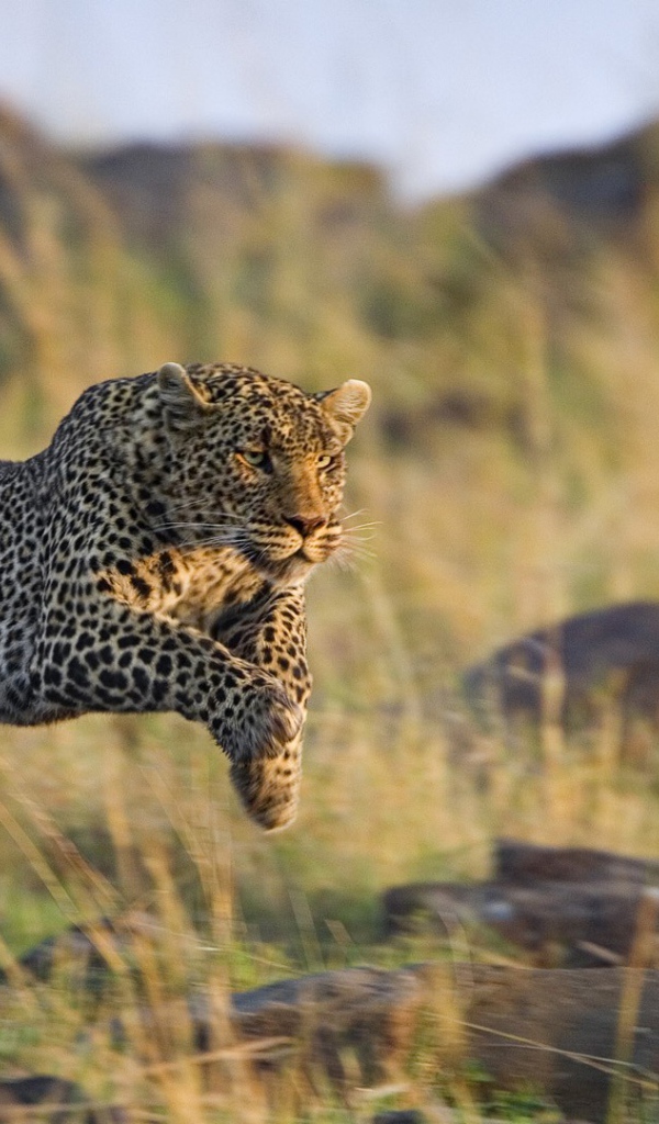 Леопард в прыжке