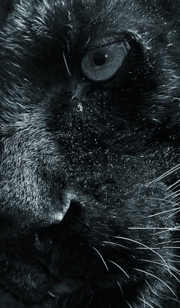 Морда черной пантеры