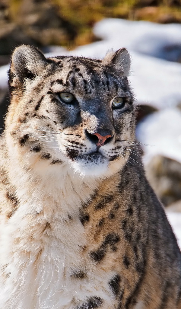 Снежный барс в горах