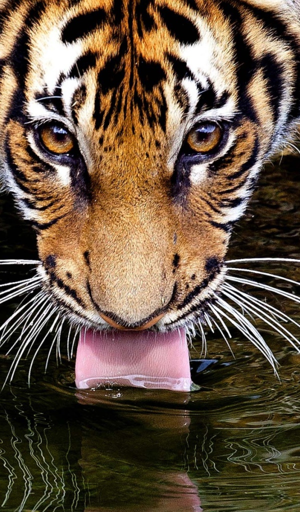 Тигр пьет воду