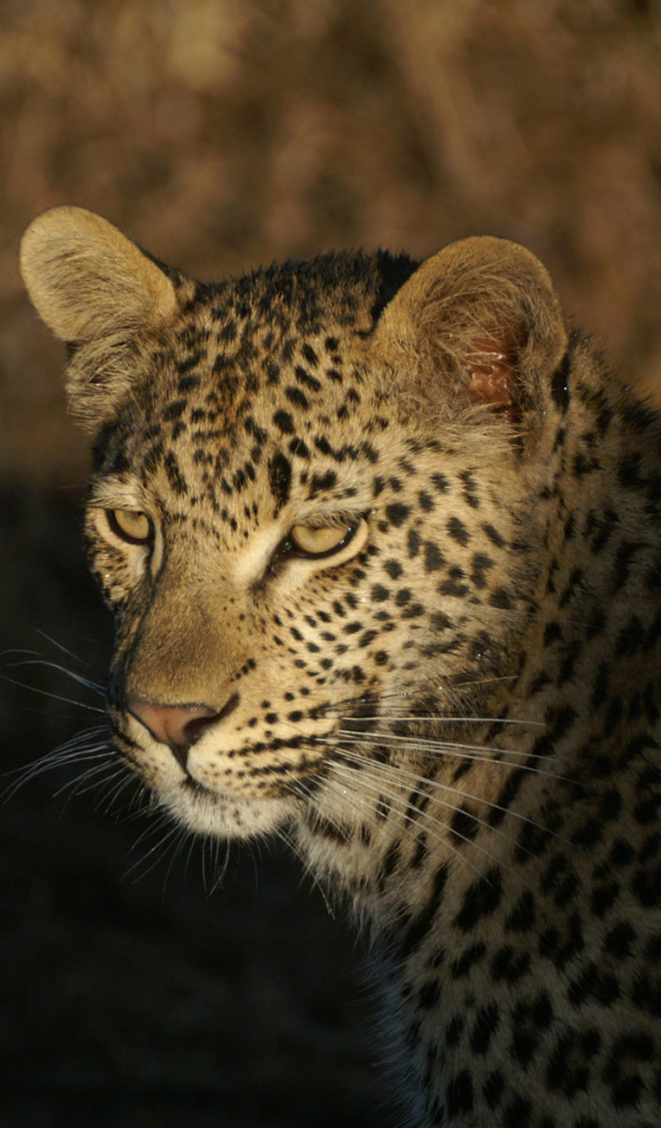 Дикая кошка леопард