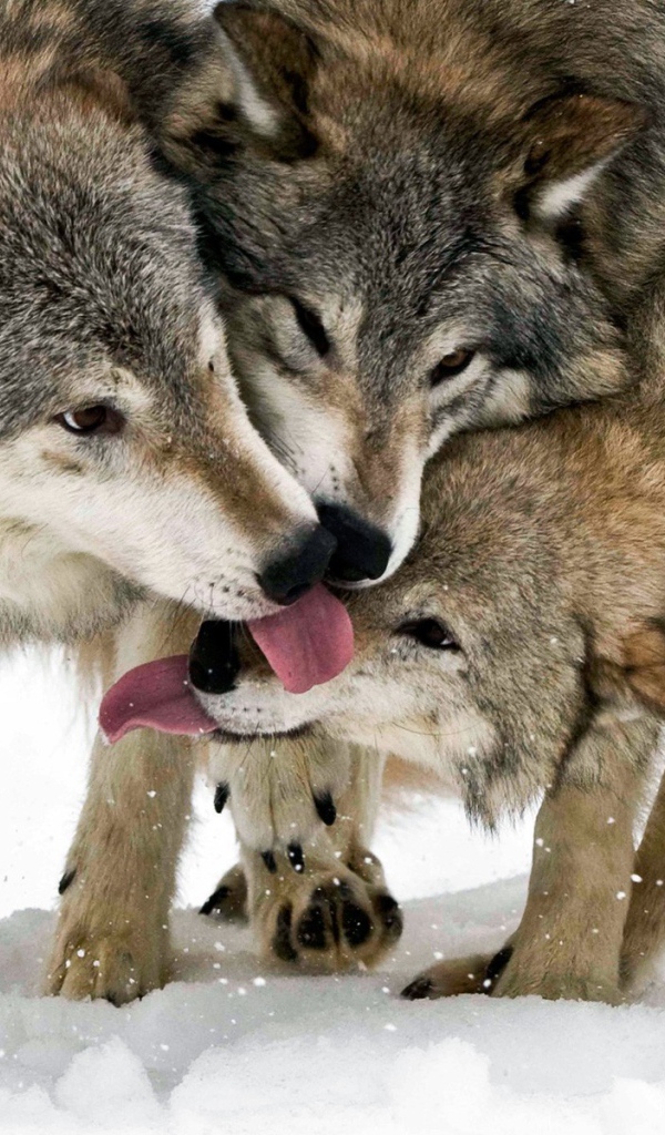 Общение волков