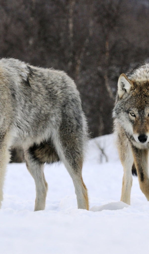 Волки в Норвегии