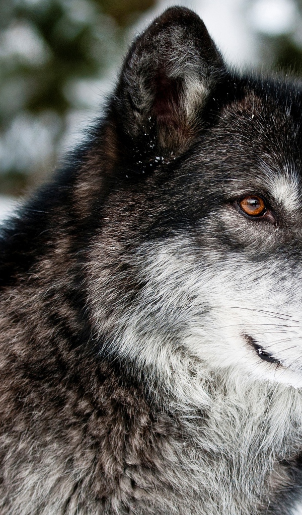 Морда волка