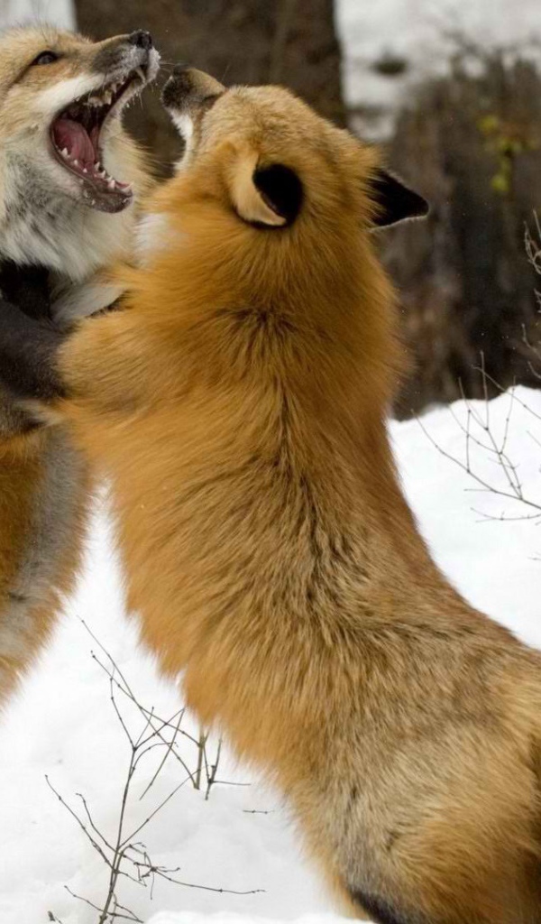 Борьба лисиц на снегу