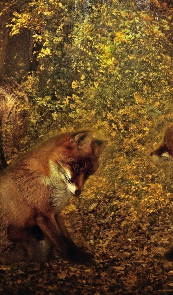 Третий лишний у лисиц