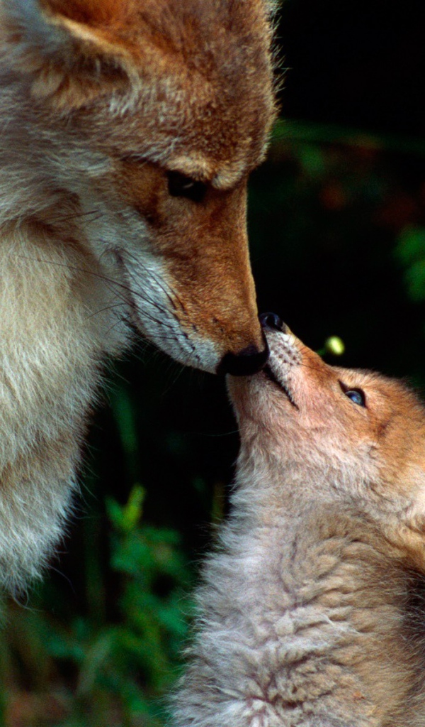 Волчонок просит еды