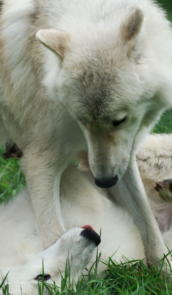 Волки играют на траве
