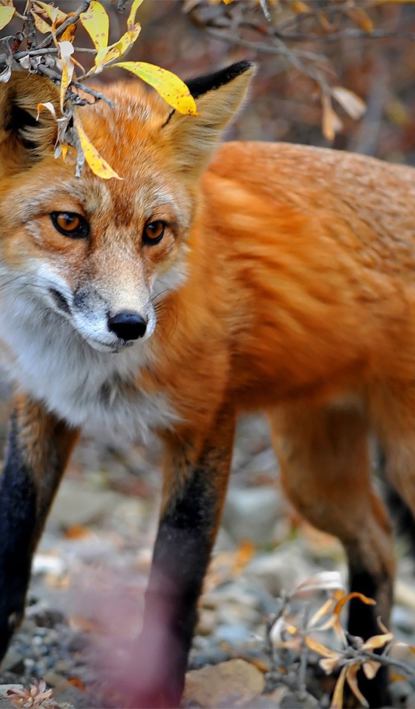 Лиса в осеннем лесу