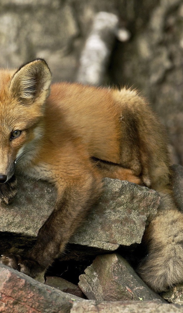 Лиса лежит на камне