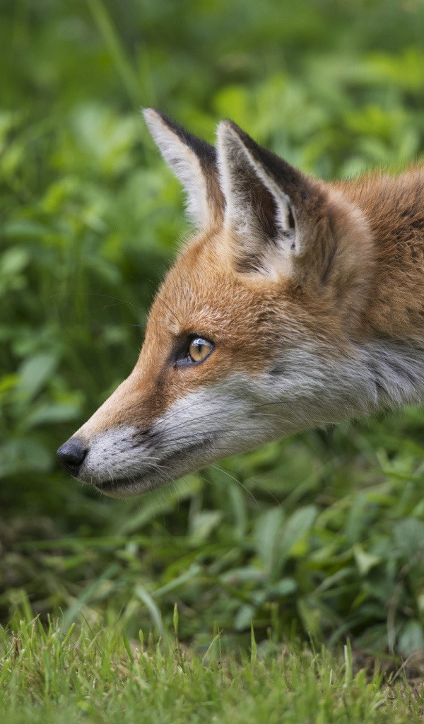 Рыжий лисенок