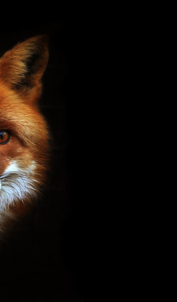 Рыжая лиса на черном фоне
