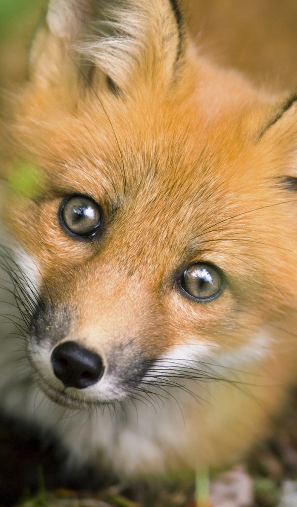 Рыжая хитрая лиса