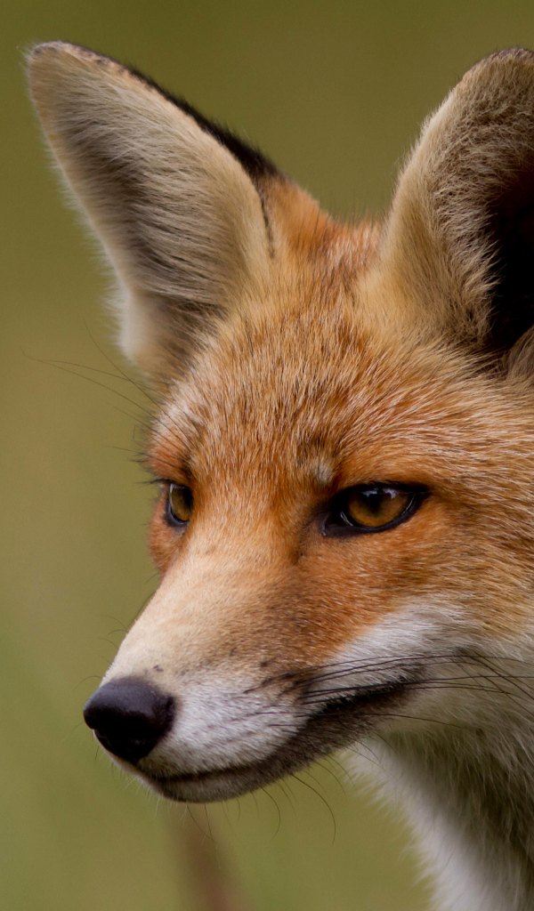 Хитрая рыжая лиса