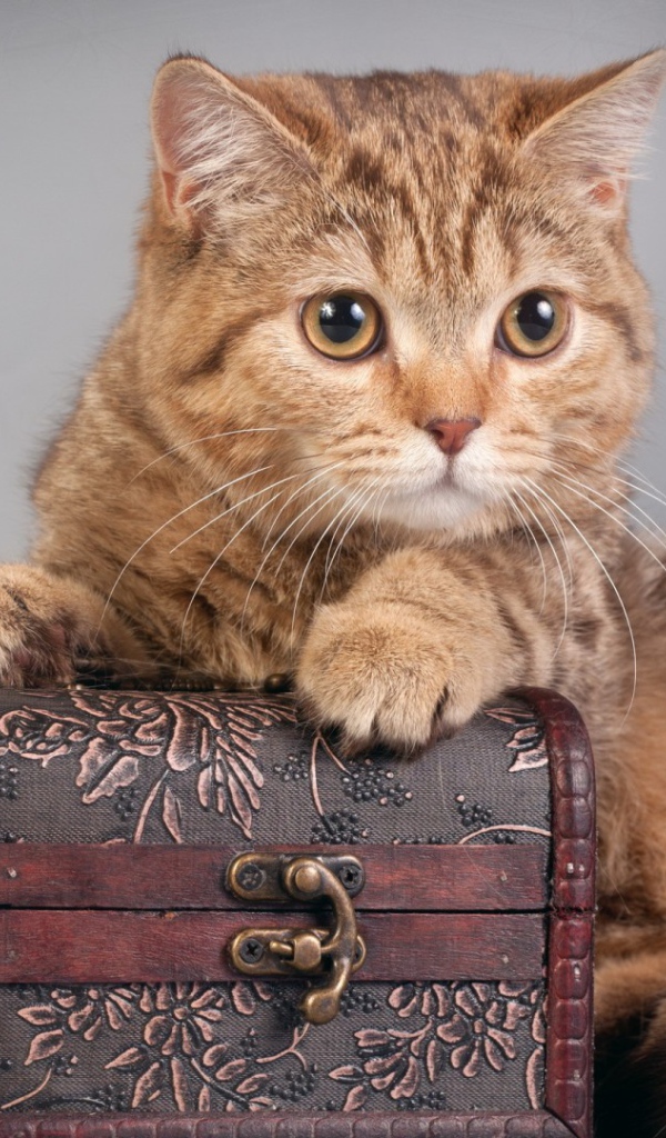 Шкатулка и котёнок