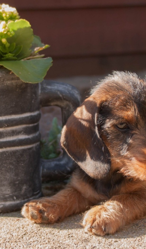 Щенок около лейки