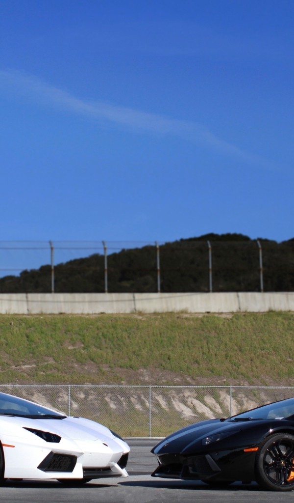 Белый и черный ламборджини