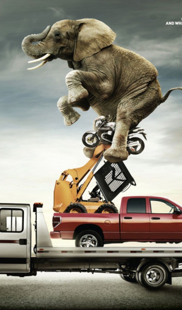 Слон на автомобиле