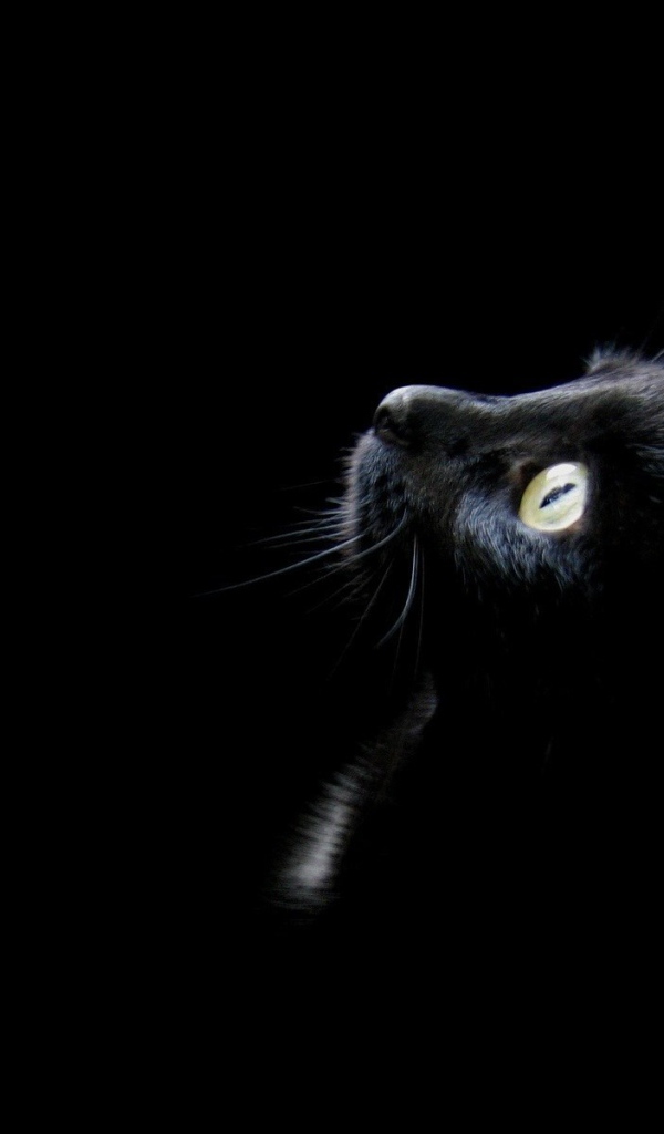 Забавный котенок на черном фоне