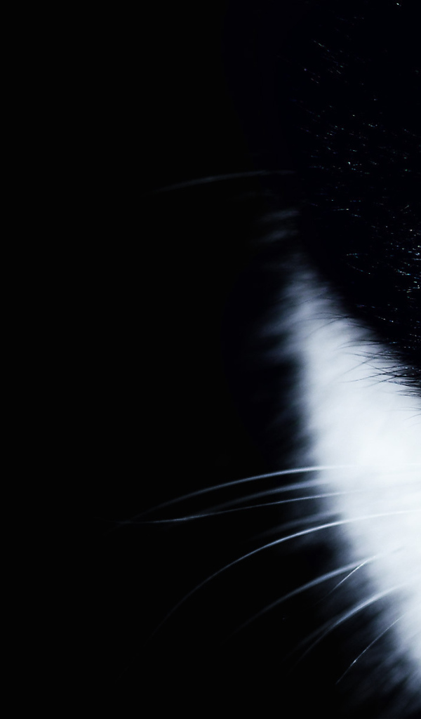 Белогрудый кот на черном фоне