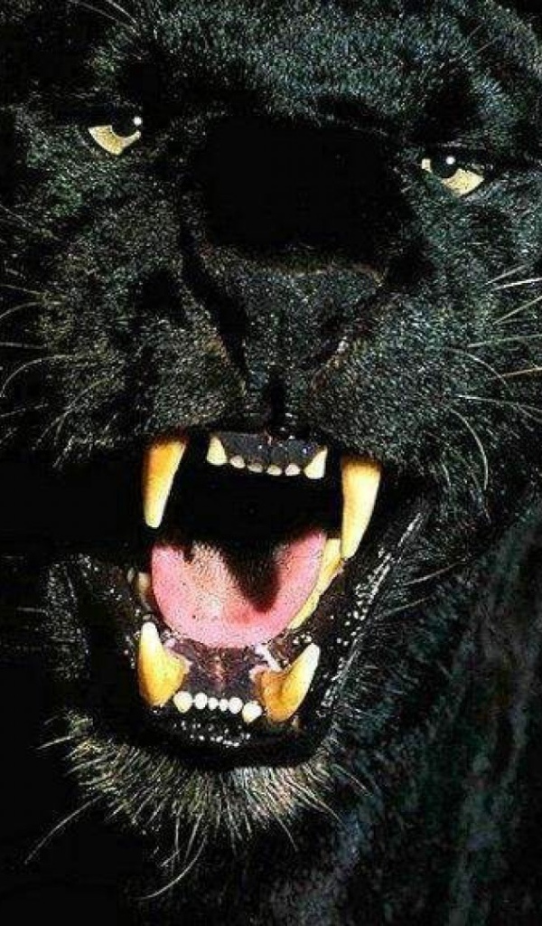 Черные обои с пантерой