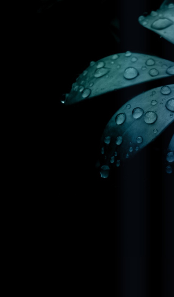 Черные обои и синий цветок